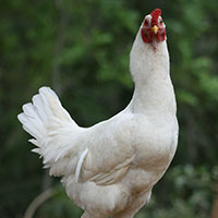 Animal Feed Research