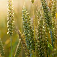 Nutrition and/or Food Analysis